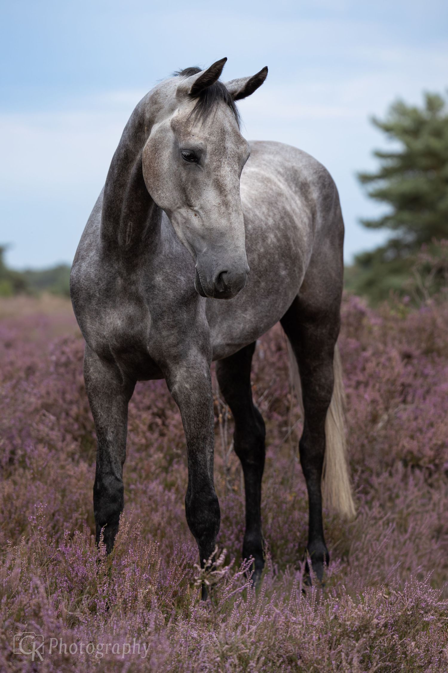 Horses, Photography