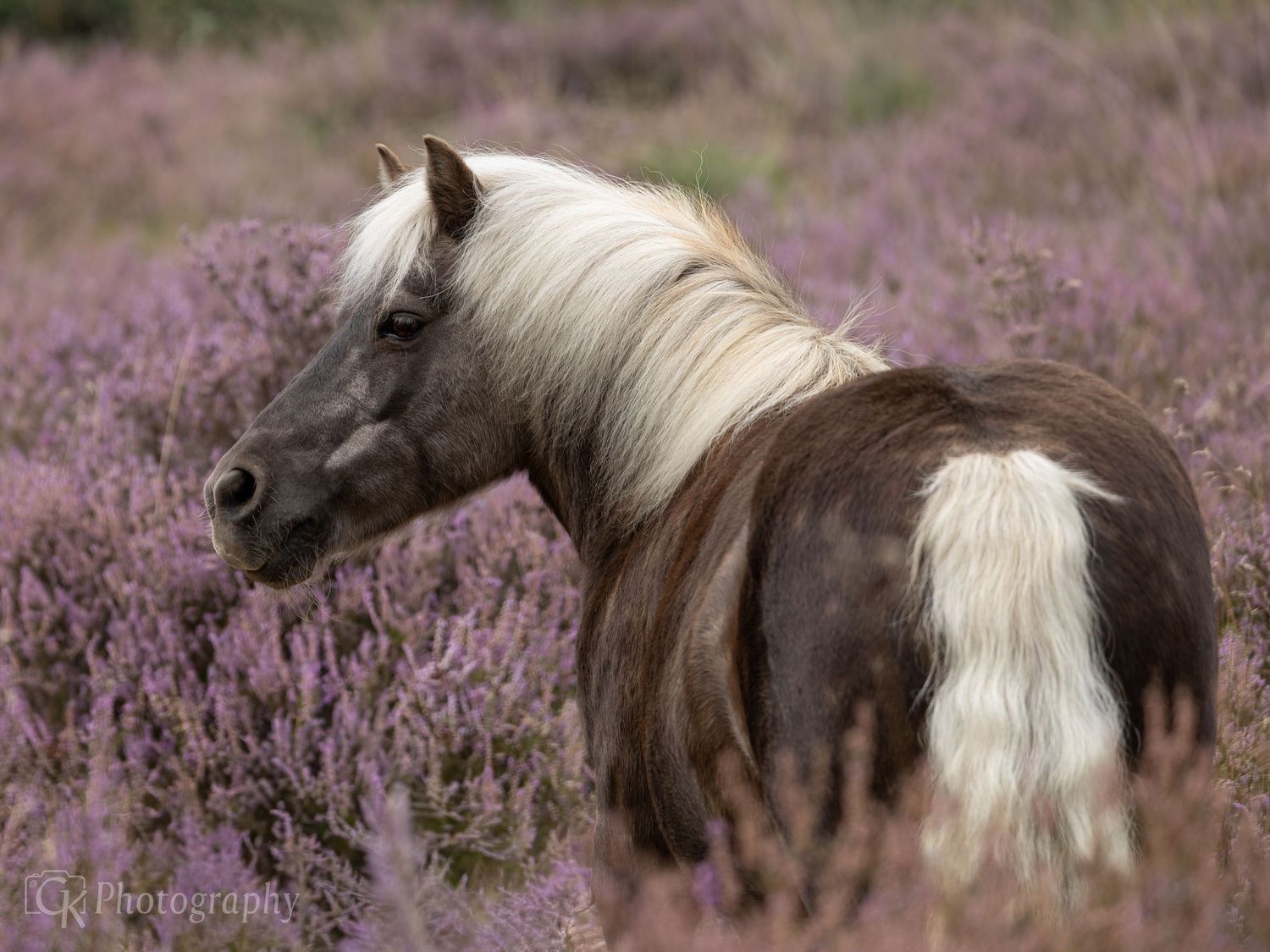 Horses, Photography