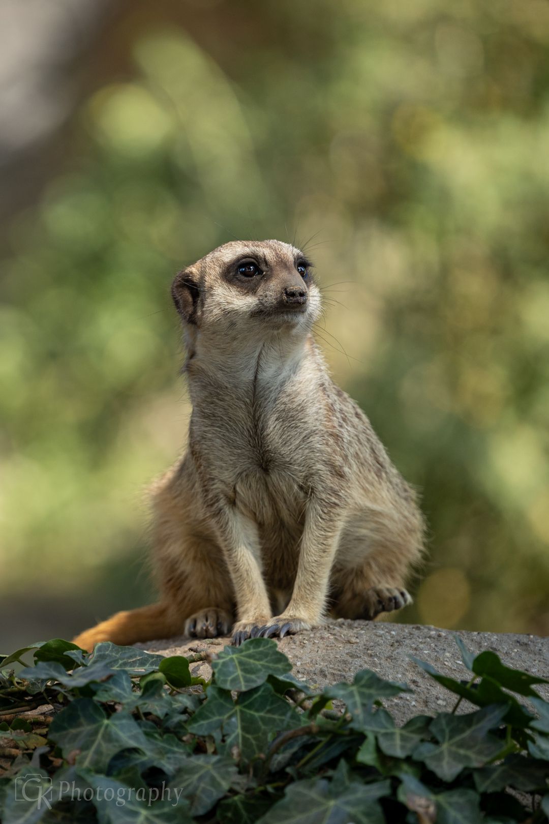 Animal, Photography