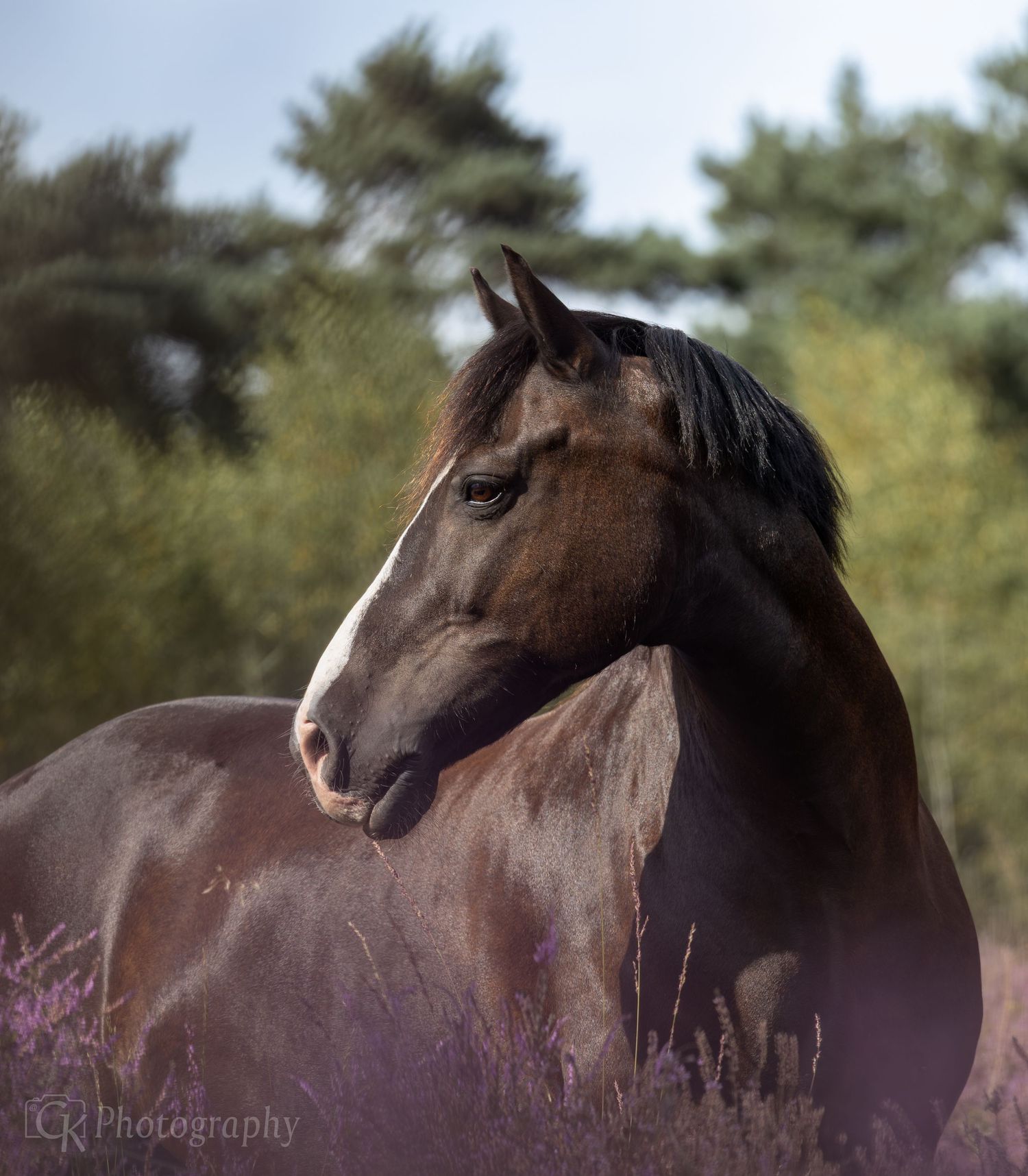 Horses, Photography