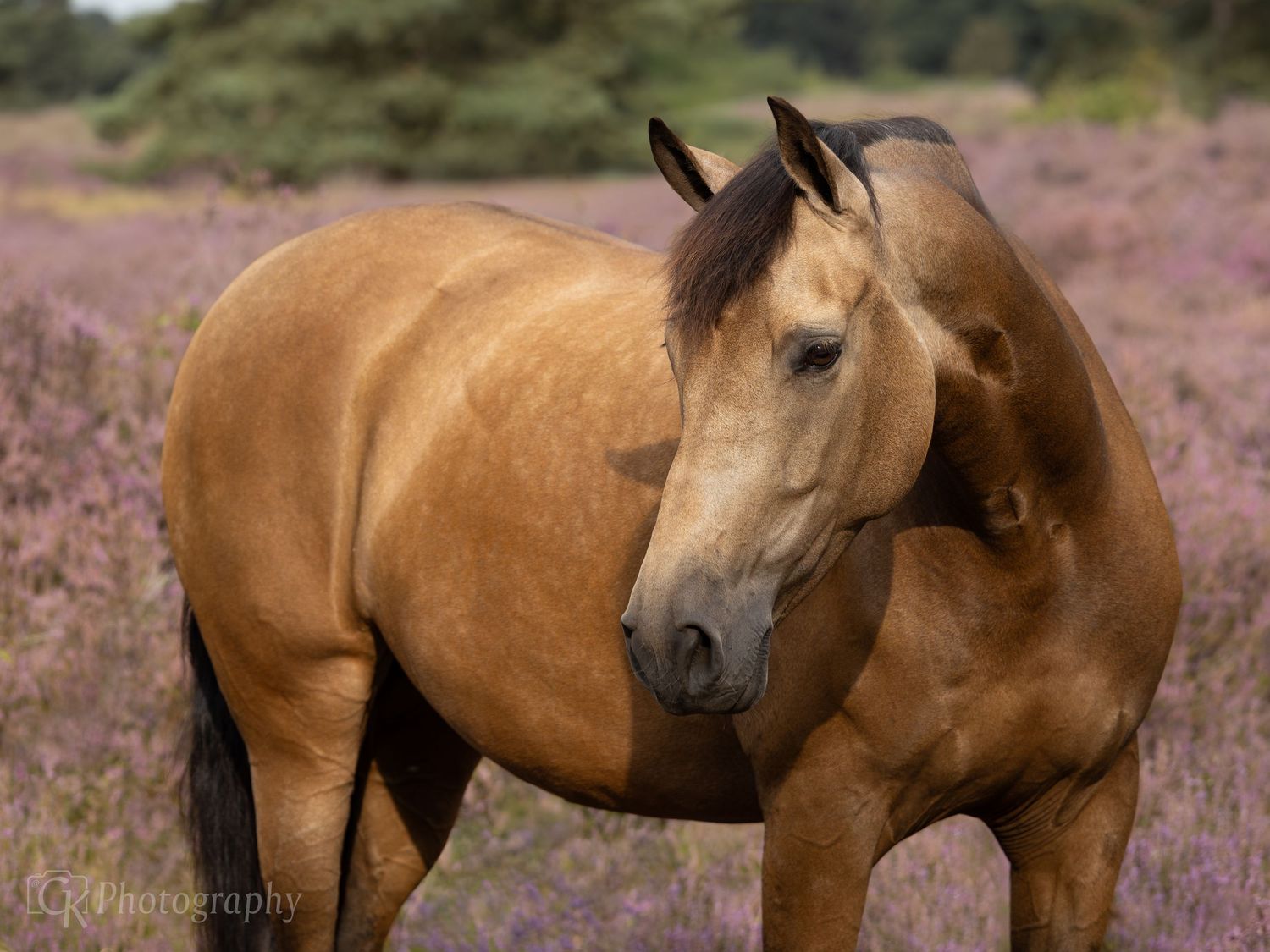 Horses, Photography