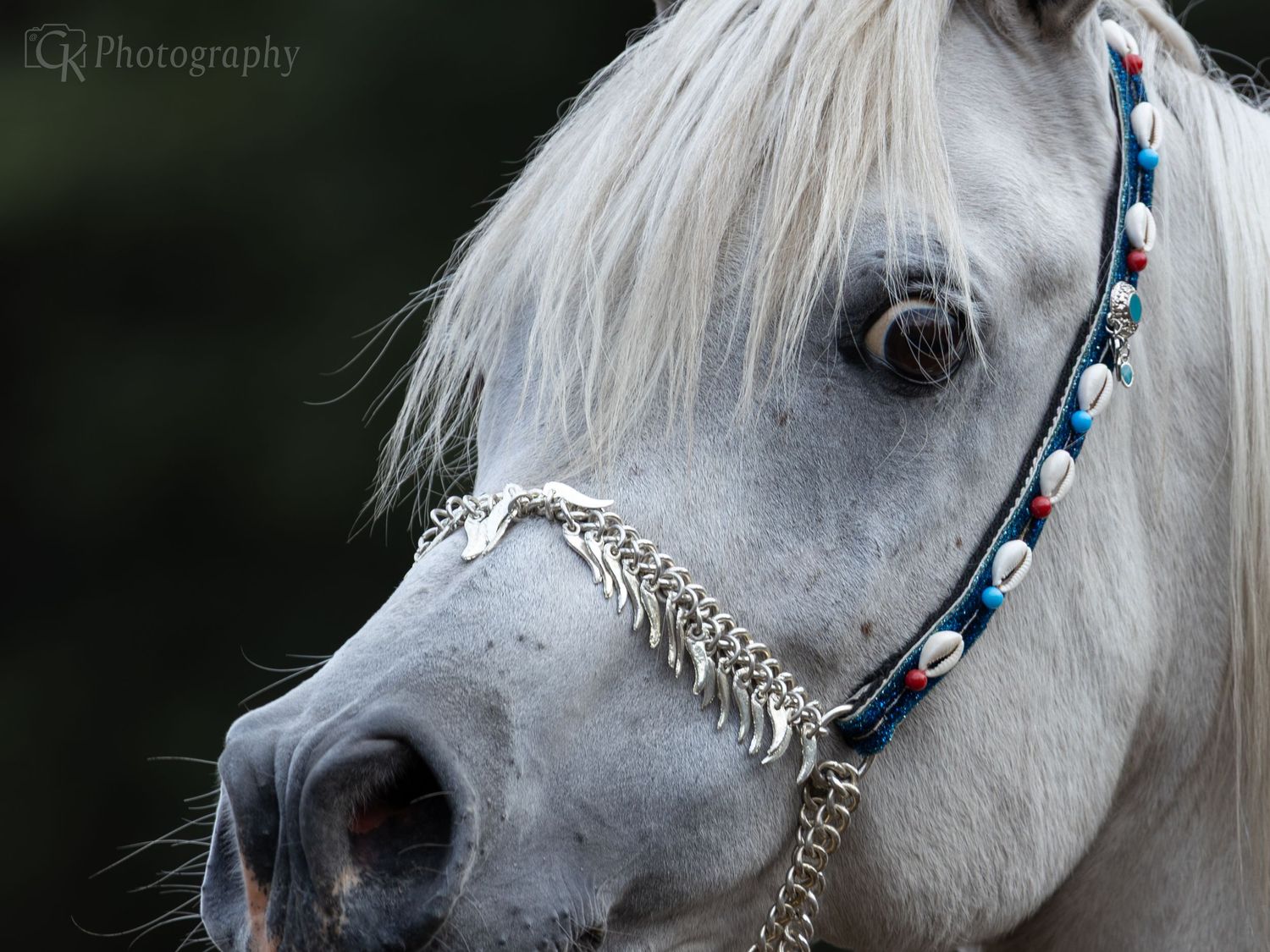 Horses, Photography