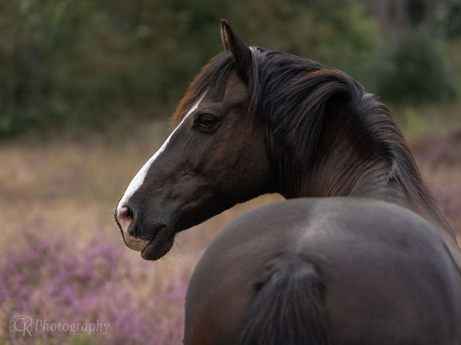 Horses, Photography