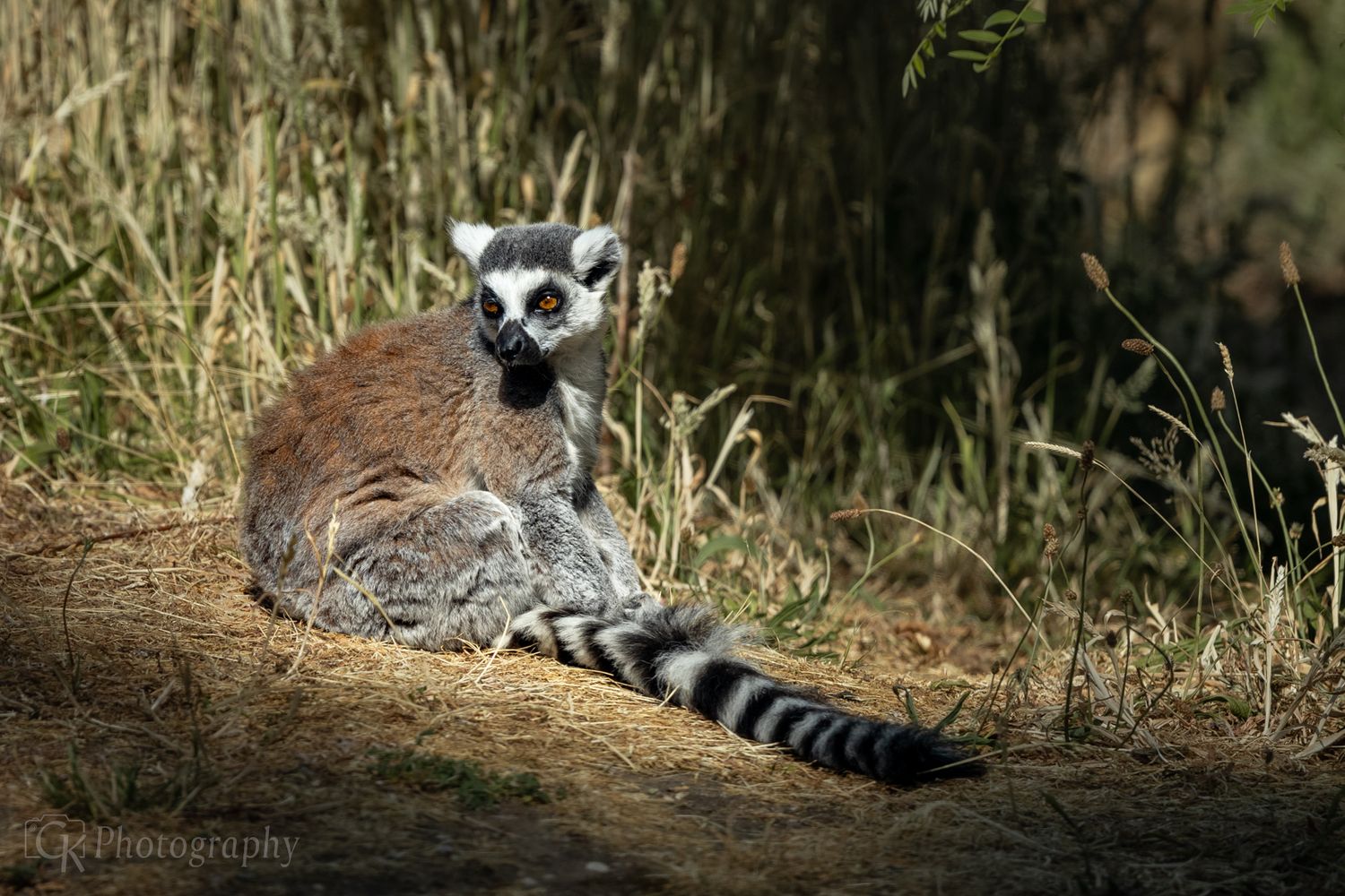 Animal, Photography