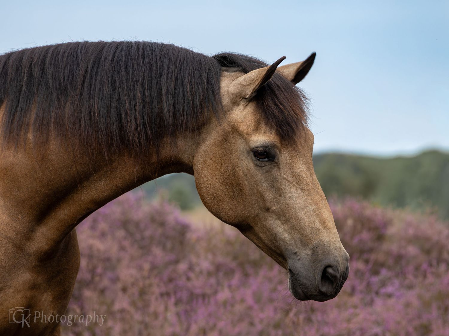 Horses, Photography