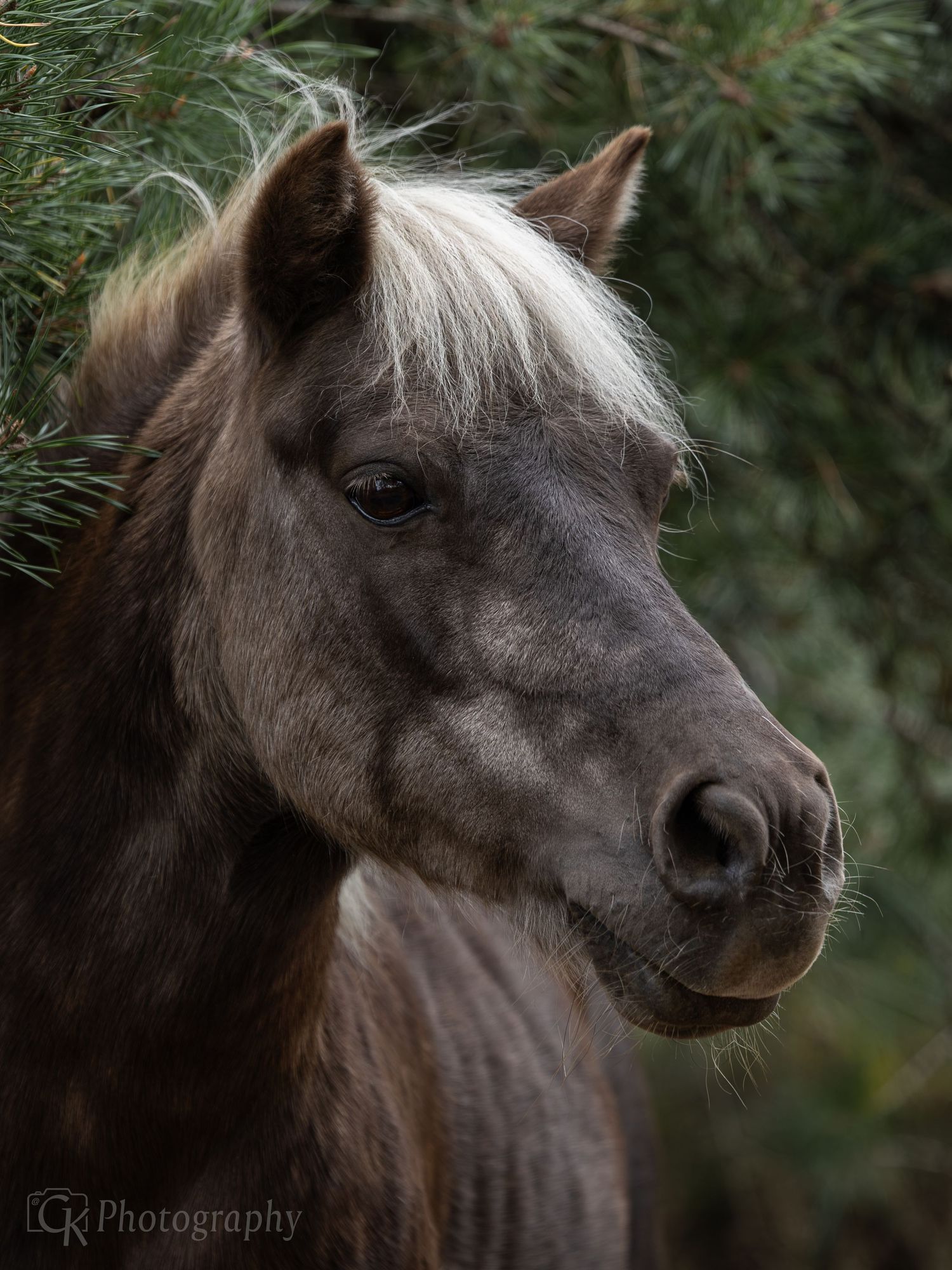 Horses, Photography