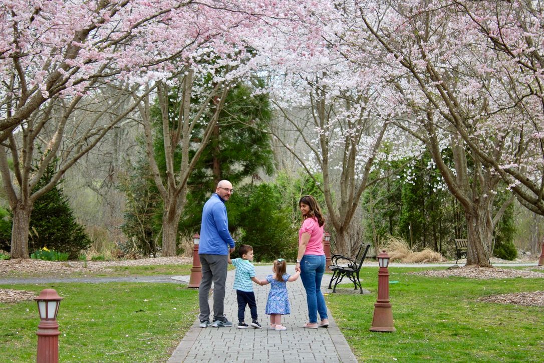 A beautiful family of four walks along a path lined by cherry trees in bloom at Orange County Arboretum in Montgomery, NY.