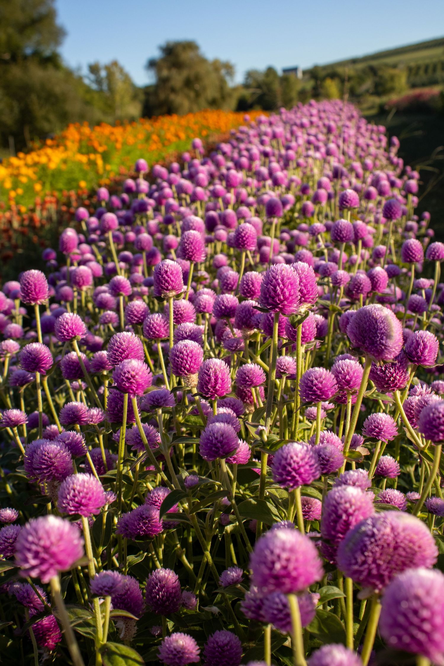 Purple globe amaranth flowers create a colorful display with orange blooms in the background.