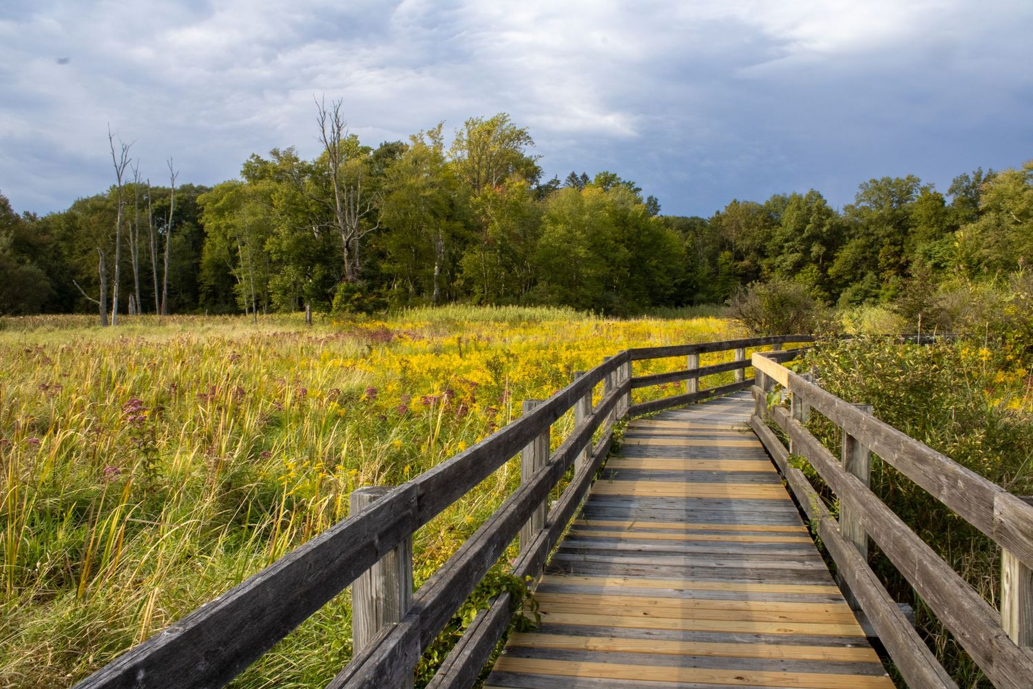 Elevated wooden boardwalk path stretching across golden meadow with blue sky overhead.
