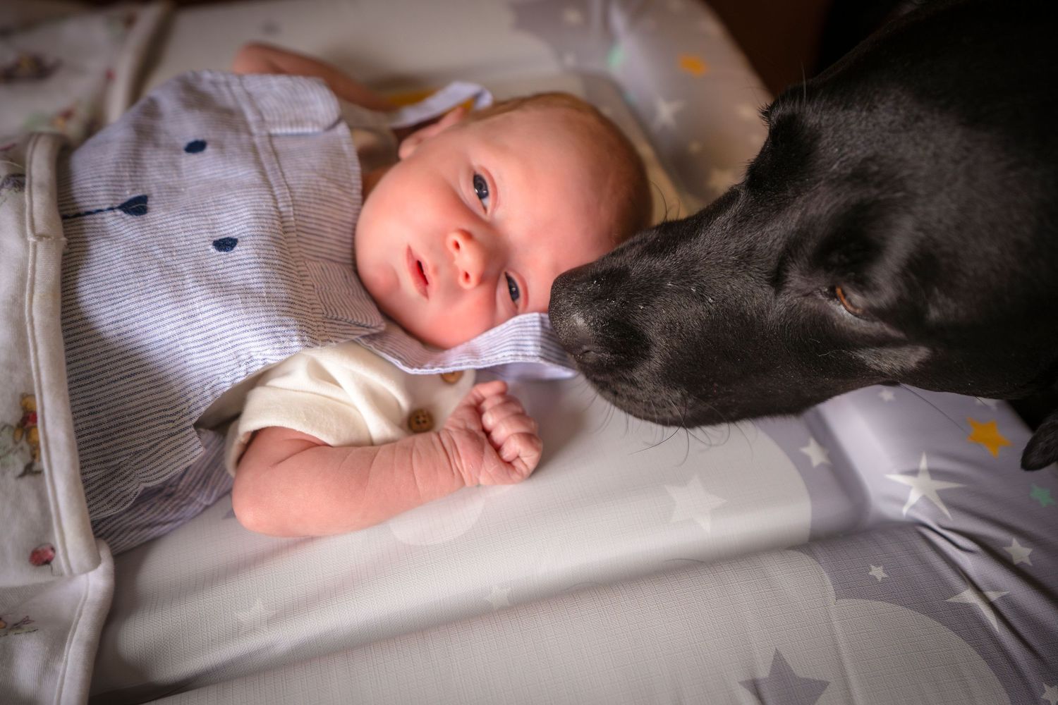 Black Labrador and newborn baby at an in home family photo session with Shorely a memory photography, margate.