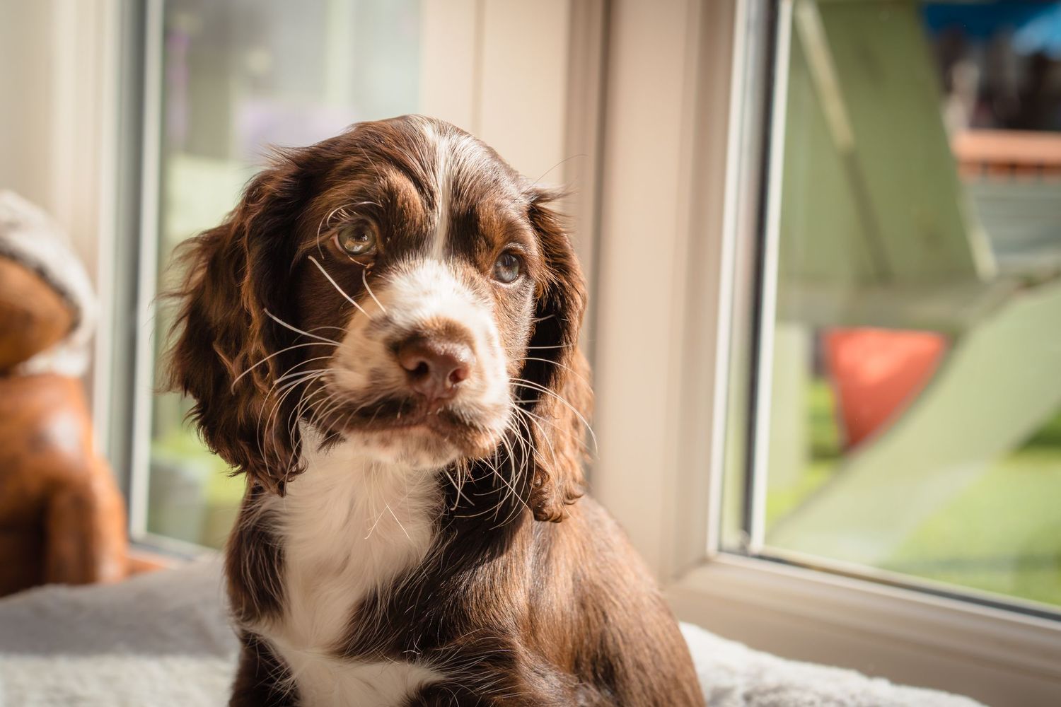 New puppy in home photo session with a very cute, puppy dog eyed spaniel near a window with Shorely a memory photography in Margate.