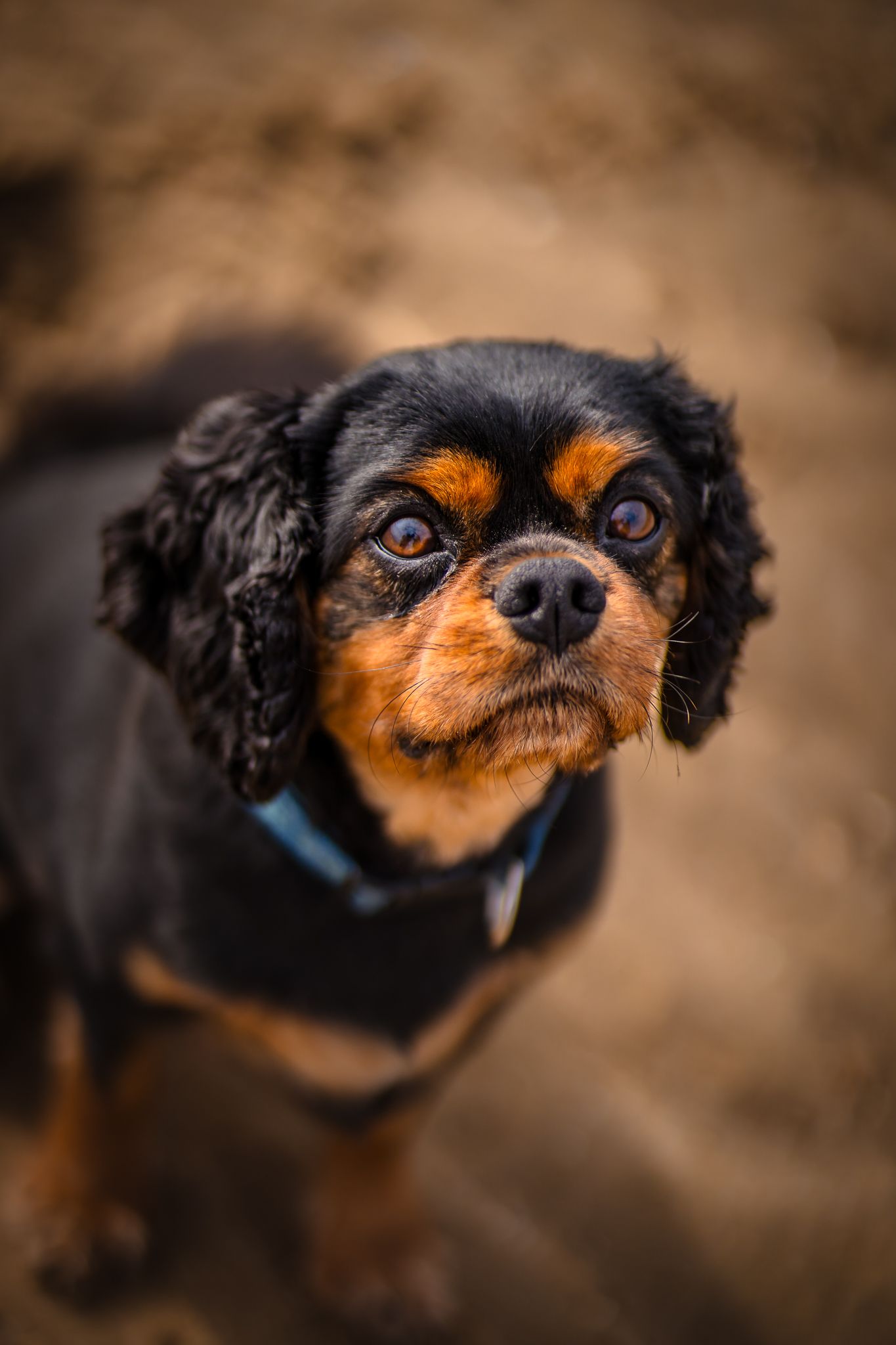 Beautiful Black and Tan Cavalier King Charles Spaniel on the beach at a family photo session at West Bay, Kent.