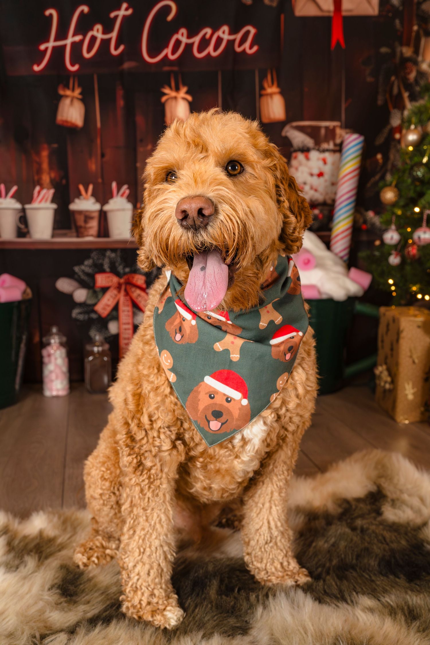 Labradoodle at his Cosy Cocoa Christmas mini Photo session with Shorely a Memory in Margate, Kent.