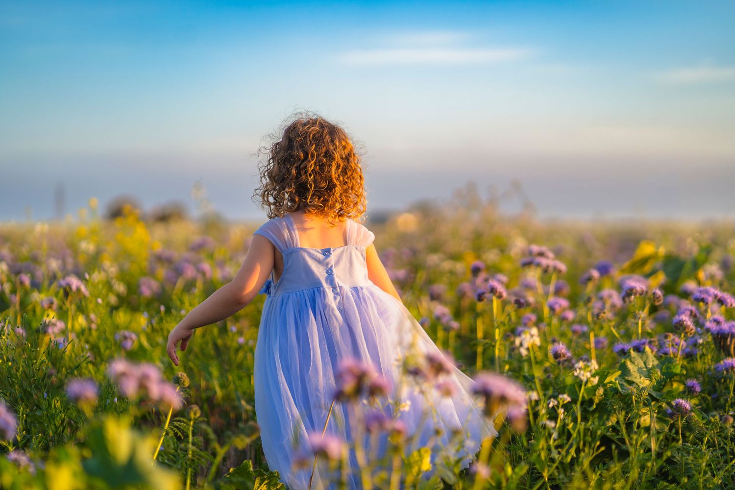 Beautiful summers day in a flower field with blue skies and blue flowers. Showing the back of a curly haired girl with a blue dress.