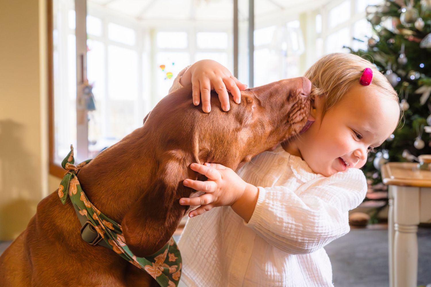 A dog and little girl kissing at an in home photo session with Margate based, shorely a memory.