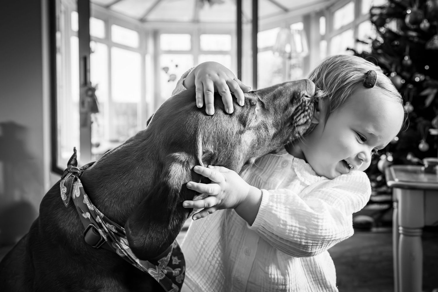 A toddler and her dog, orange dog kissing the toddler who is giggling and cuddling the dog. Black and white to show the emotion.