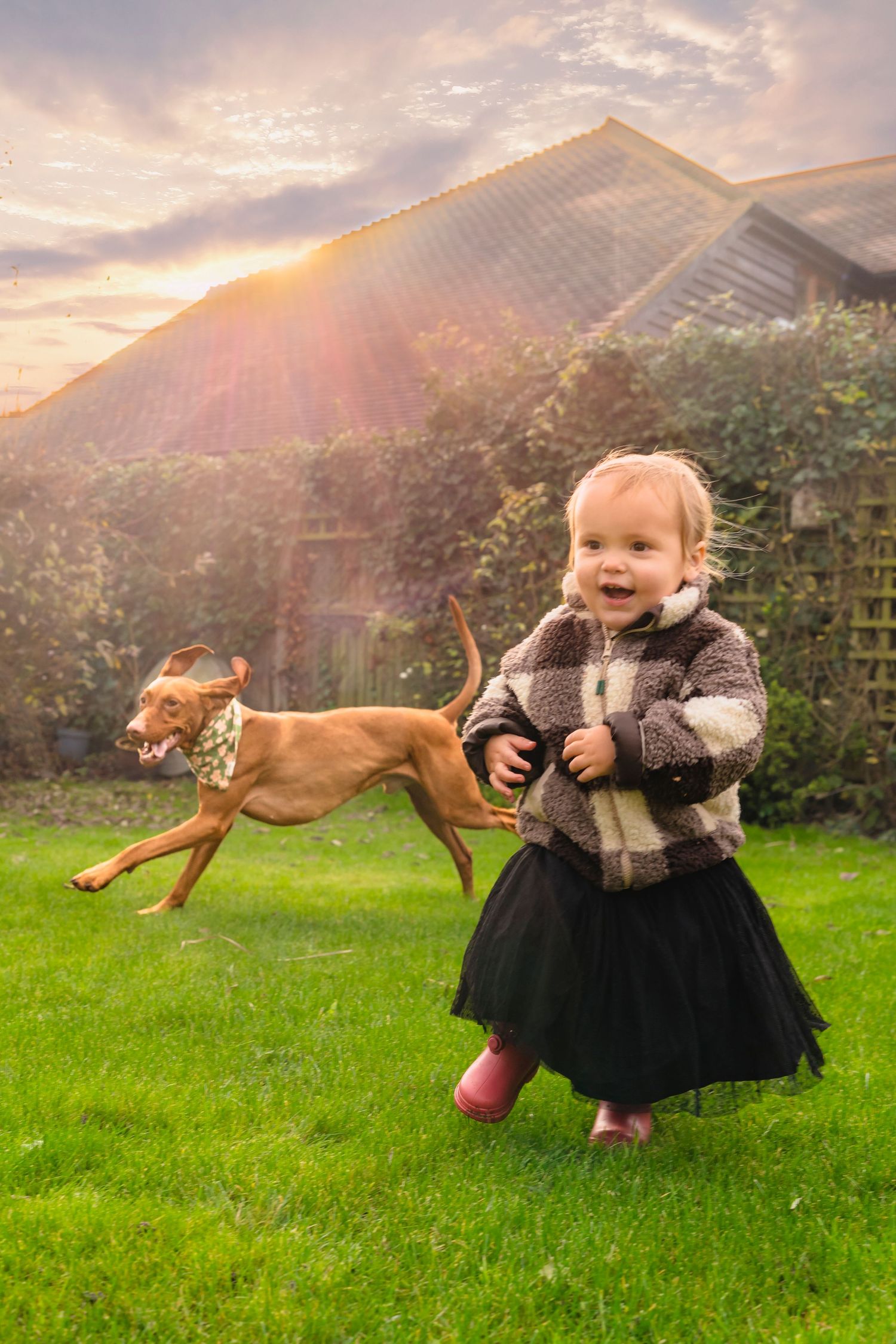 A toddler and her dog running in the garden at an in home session with sun rays around them.