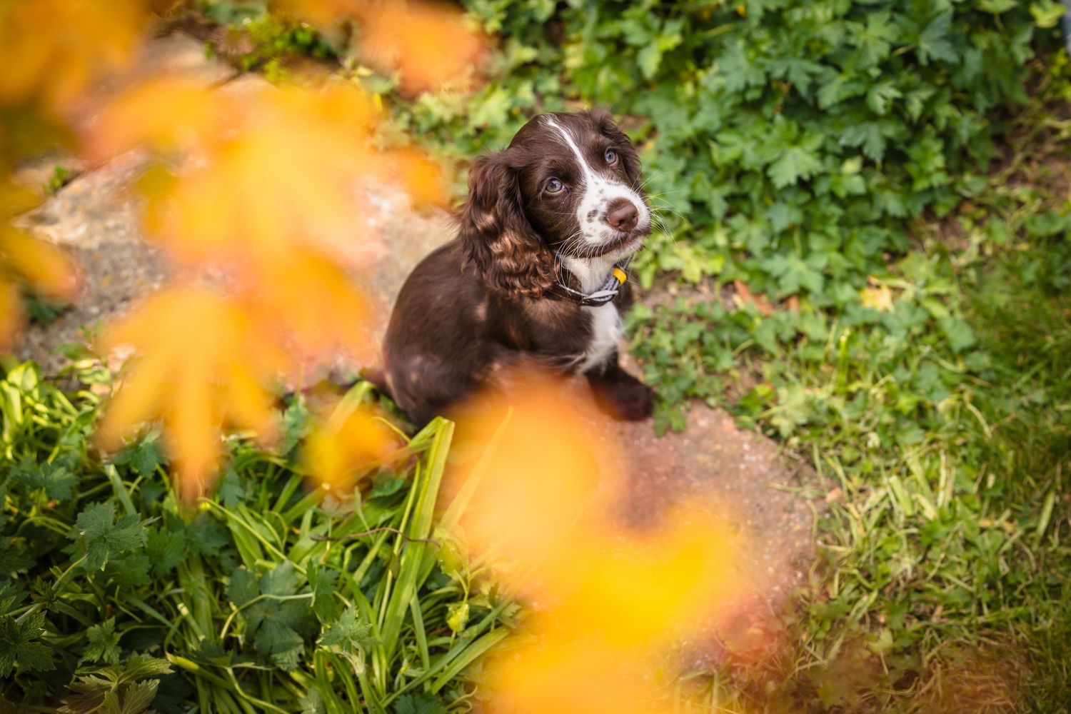 Cute brown spaniel puppy in the garden through orange leaves in Margate.