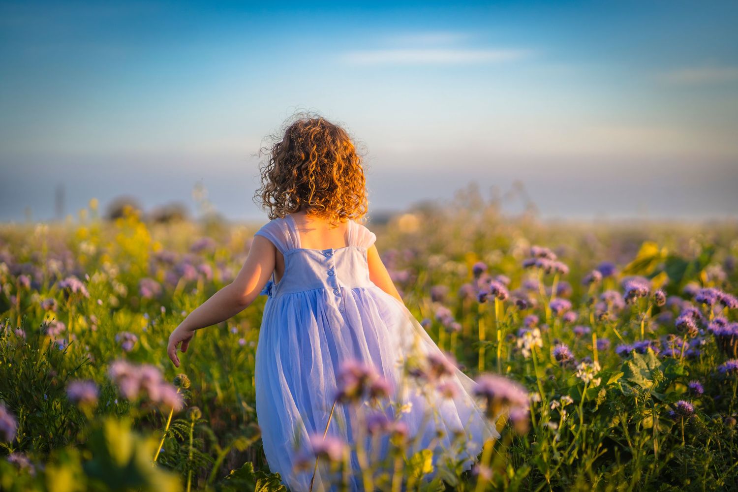 Beautiful summers day in a flower field with blue skies and blue flowers. Showing the back of a curly haired girl with a blue dress.