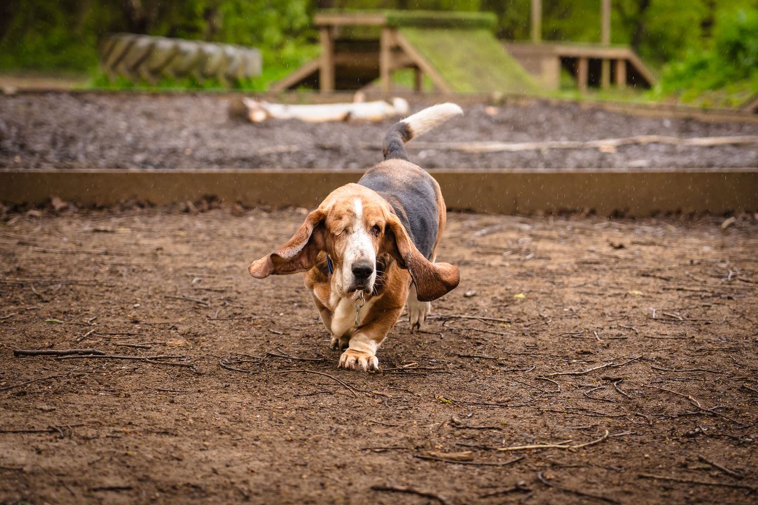 Bassett Hound running through the park, warm browns.