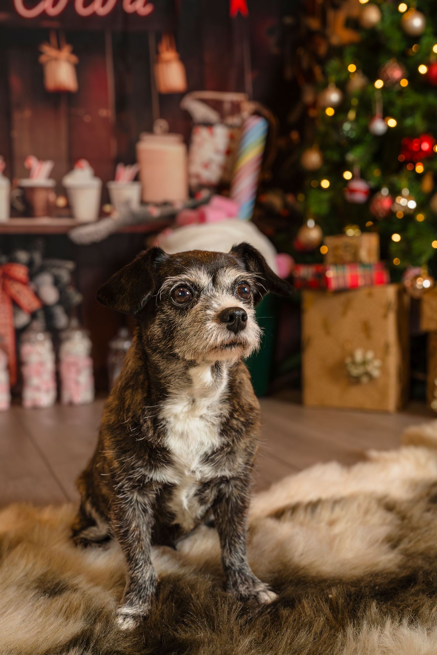 Little dog at her cosy cocoa mini photo session with Shorely A Memory Photography in Margate