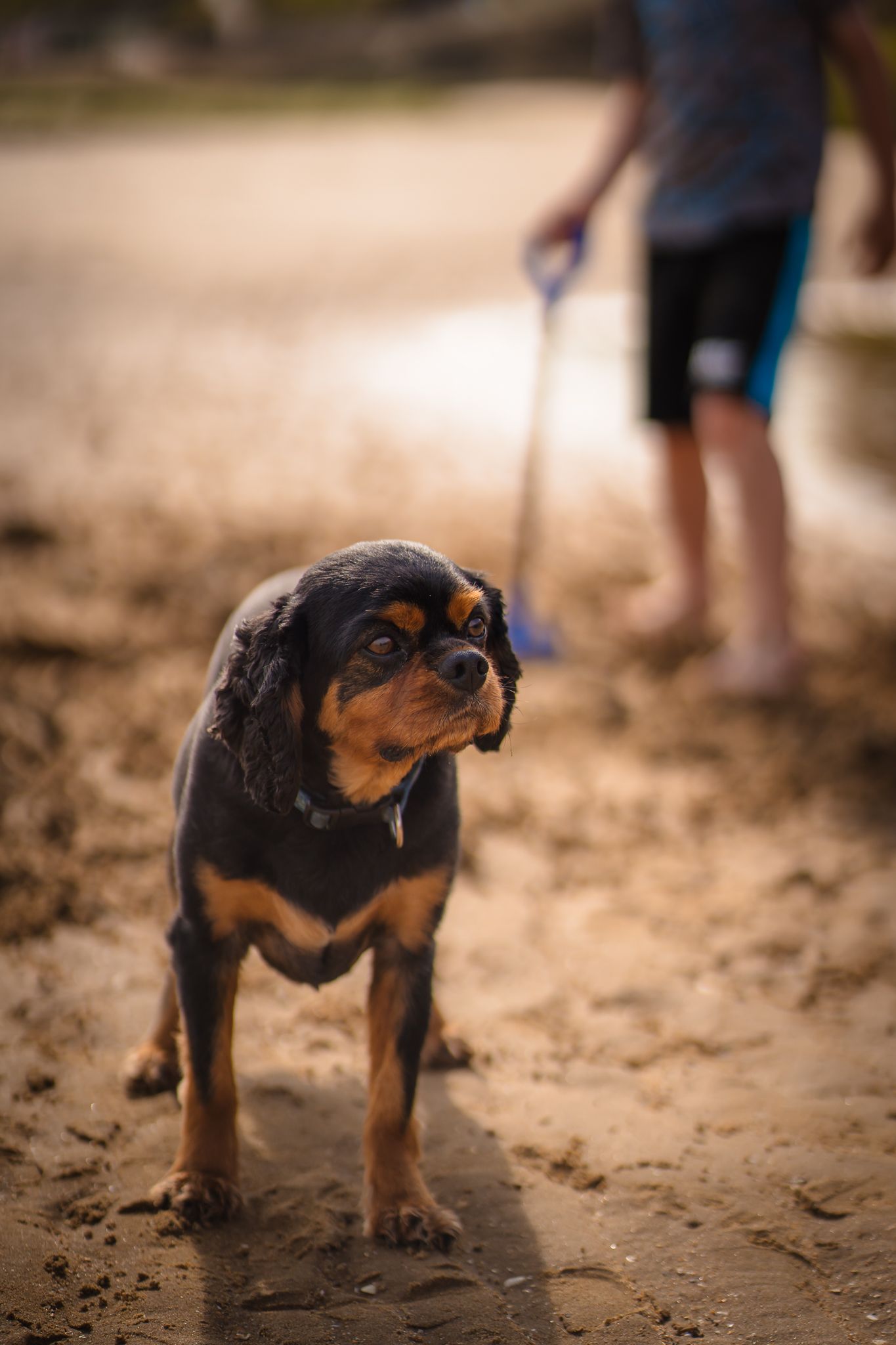 Warm toned Westbrook beach photograph of a Cavalier King Charles Spaniel with their out of focus owner behind them.