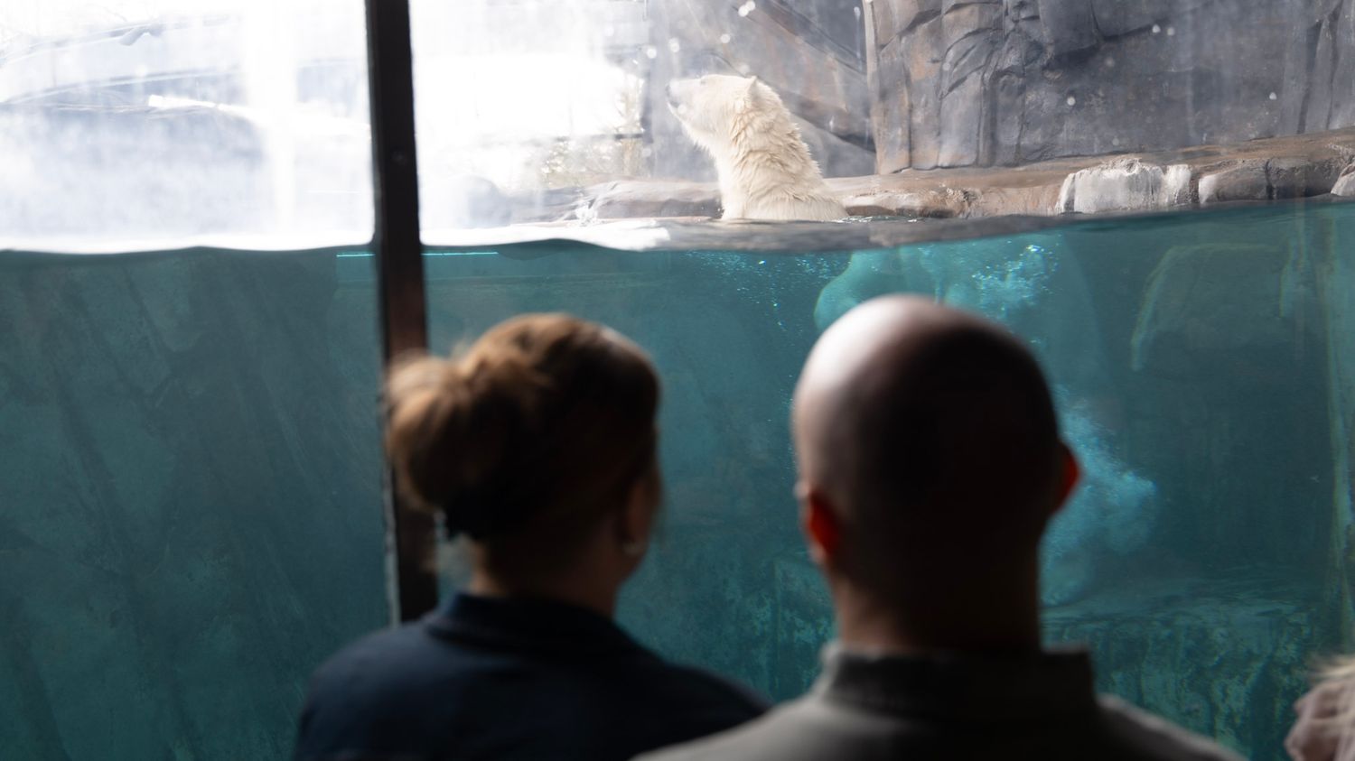 Two silhouettes watch marine life through an aquarium window.