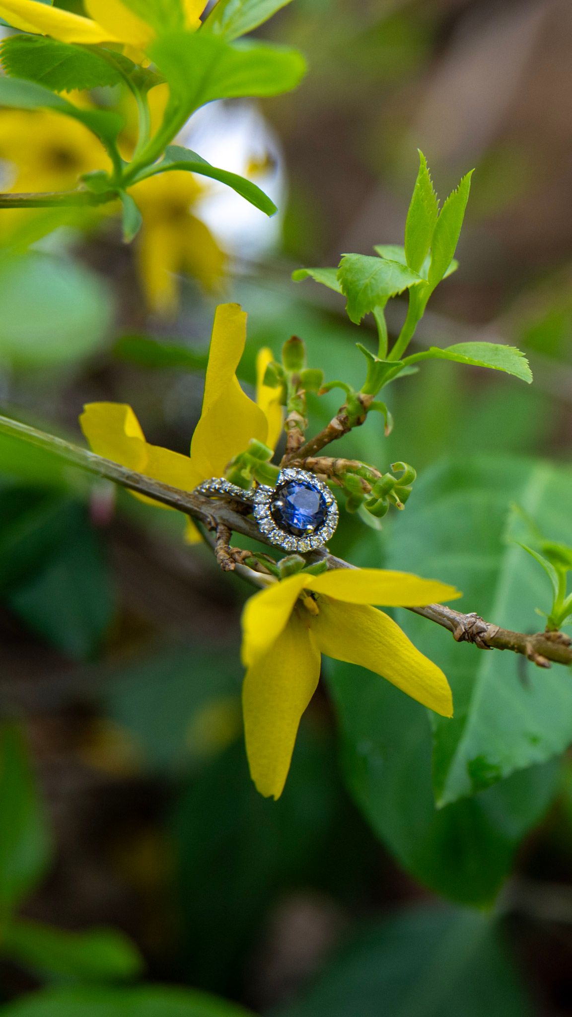 A sapphire engagement ring sparkles among yellow forsythia blossoms and green leaves.