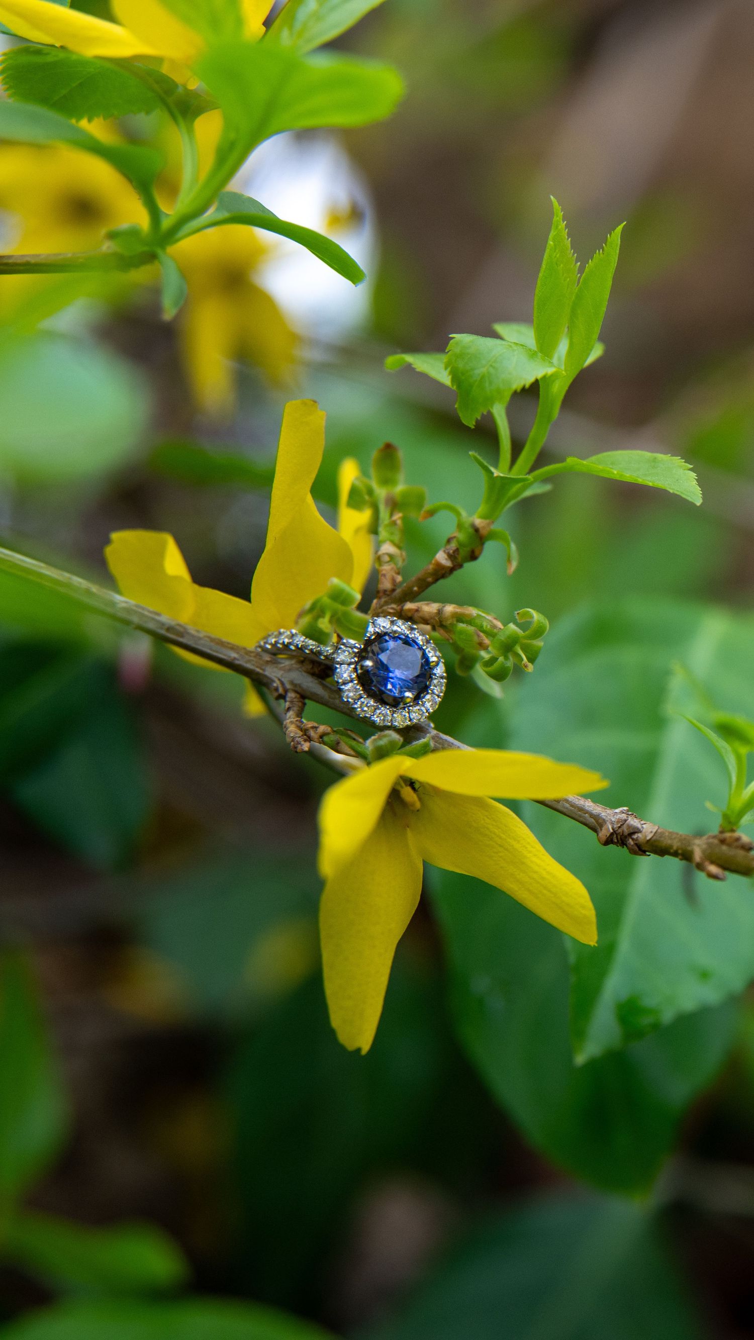 A sapphire engagement ring displayed on a yellow forsythia flower with green leaves.