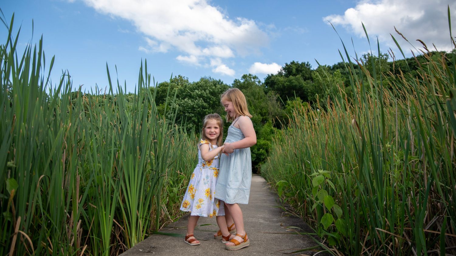 A scenic nature path through tall cattails and grasses on a sunny summer day.