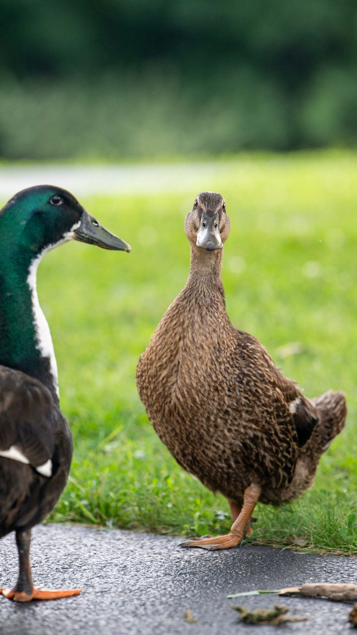 Two ducks, one mallard and one brown, standing on wet pavement in a park.