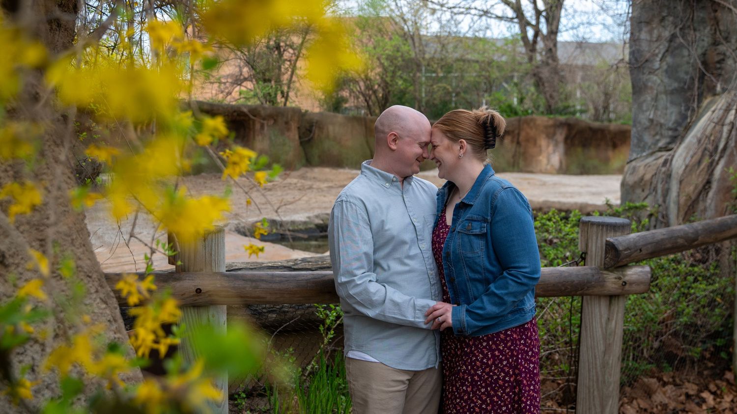 A couple sharing a tender moment near yellow forsythia blooms in a garden.