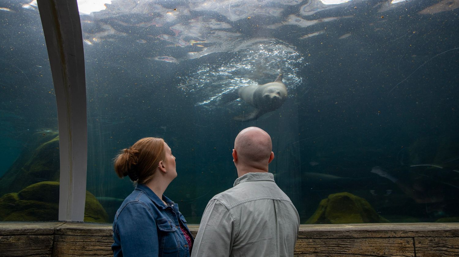 A couple watches sea life swimming in a large aquarium exhibit.