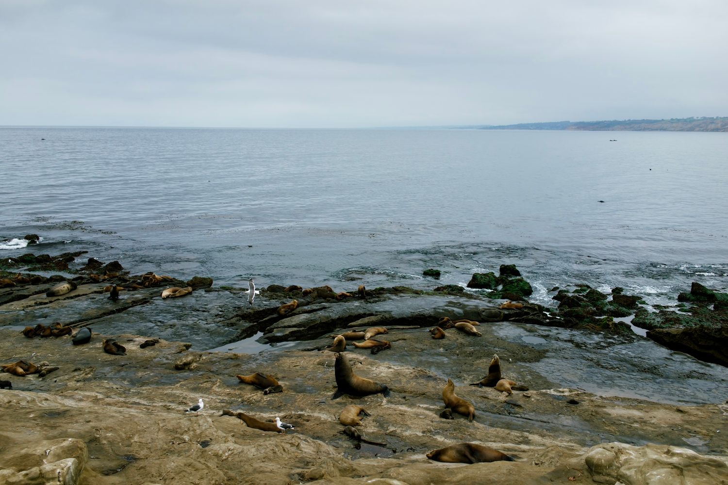 Panoramic view of a rocky shoreline with waves crashing against the coast.