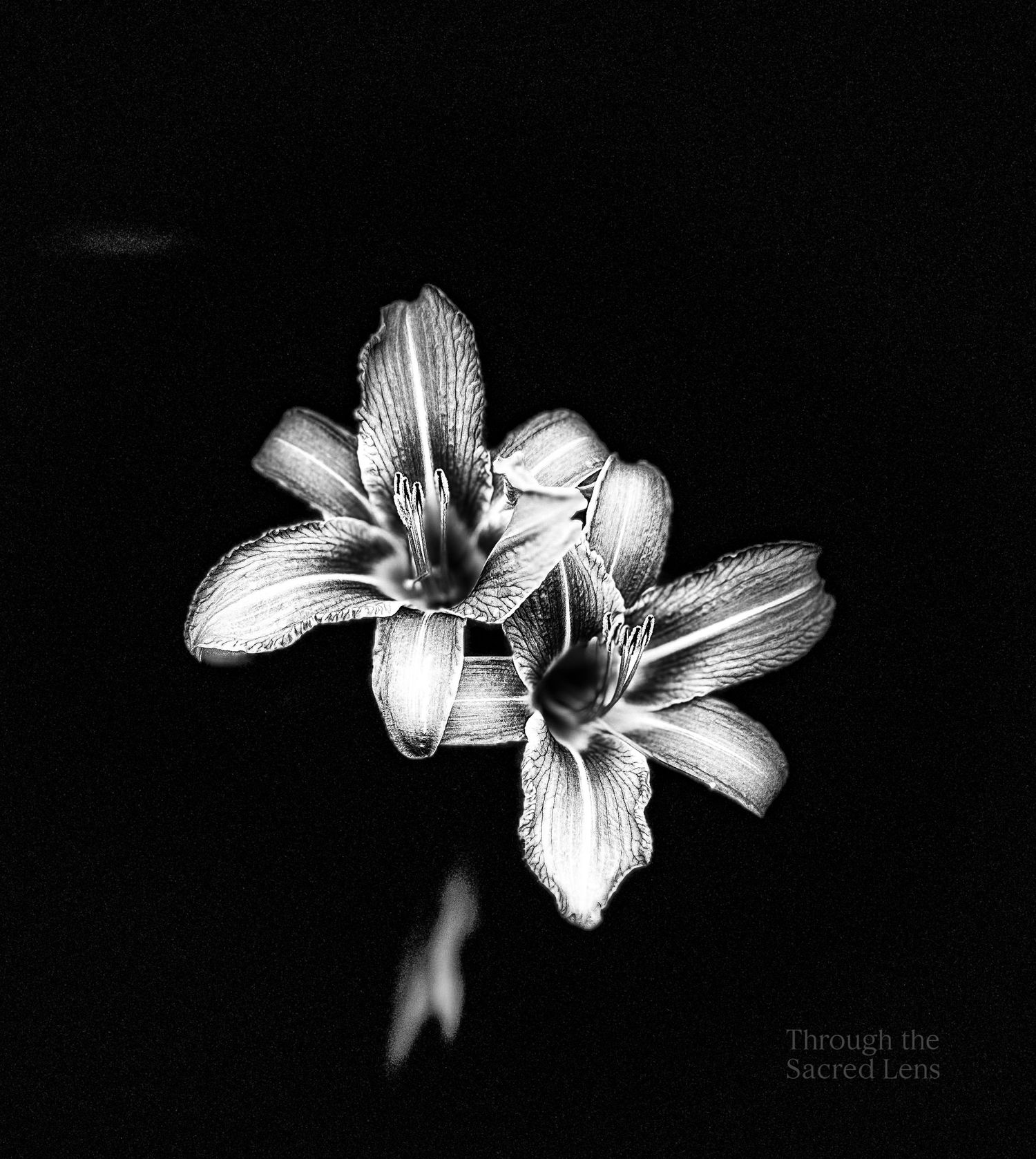 Dramatic black and white lily flowers against a dark background.
