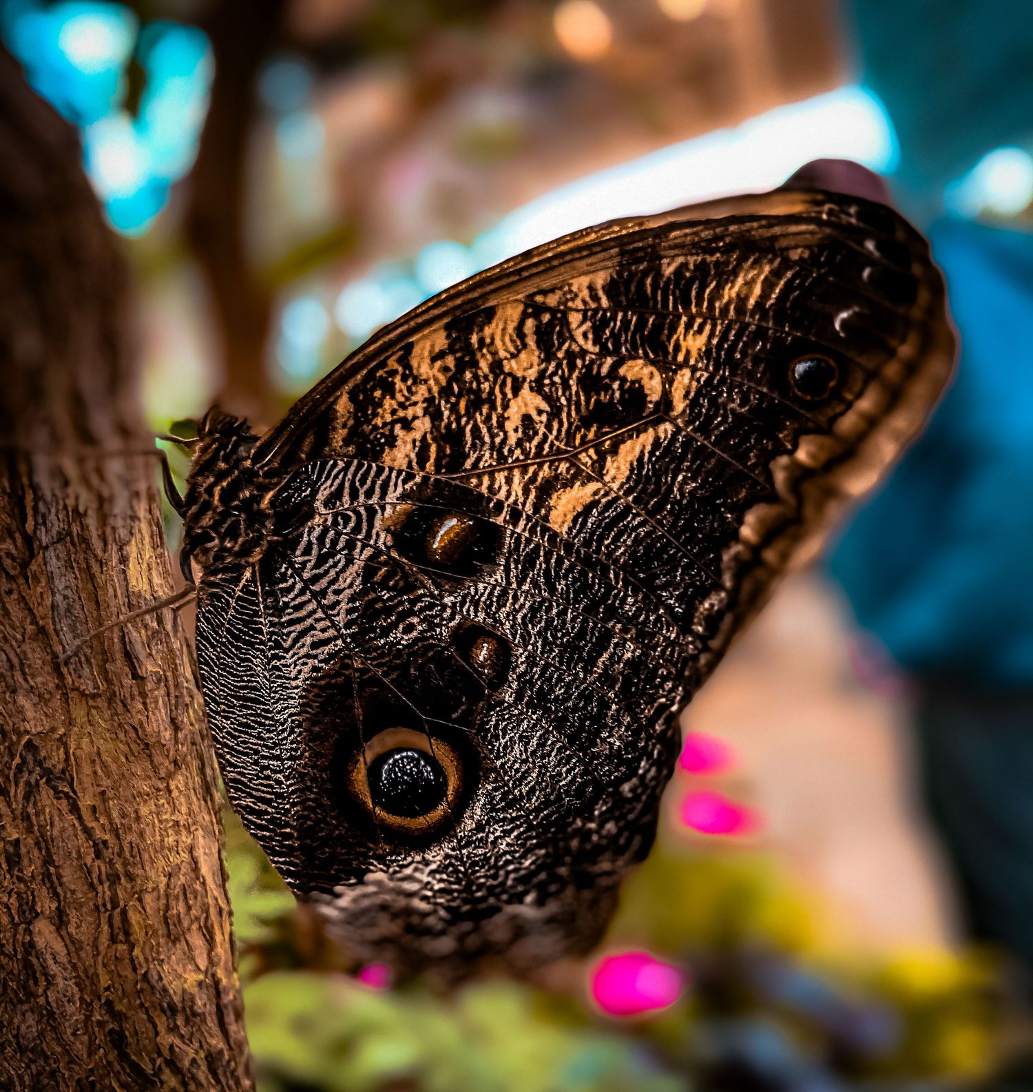 Detailed macro shot of a dark butterfly wing with distinctive eyespot pattern.