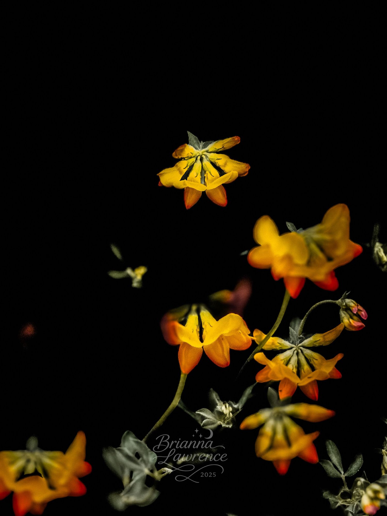Yellow wildflowers glowing against a dark background in artistic composition.