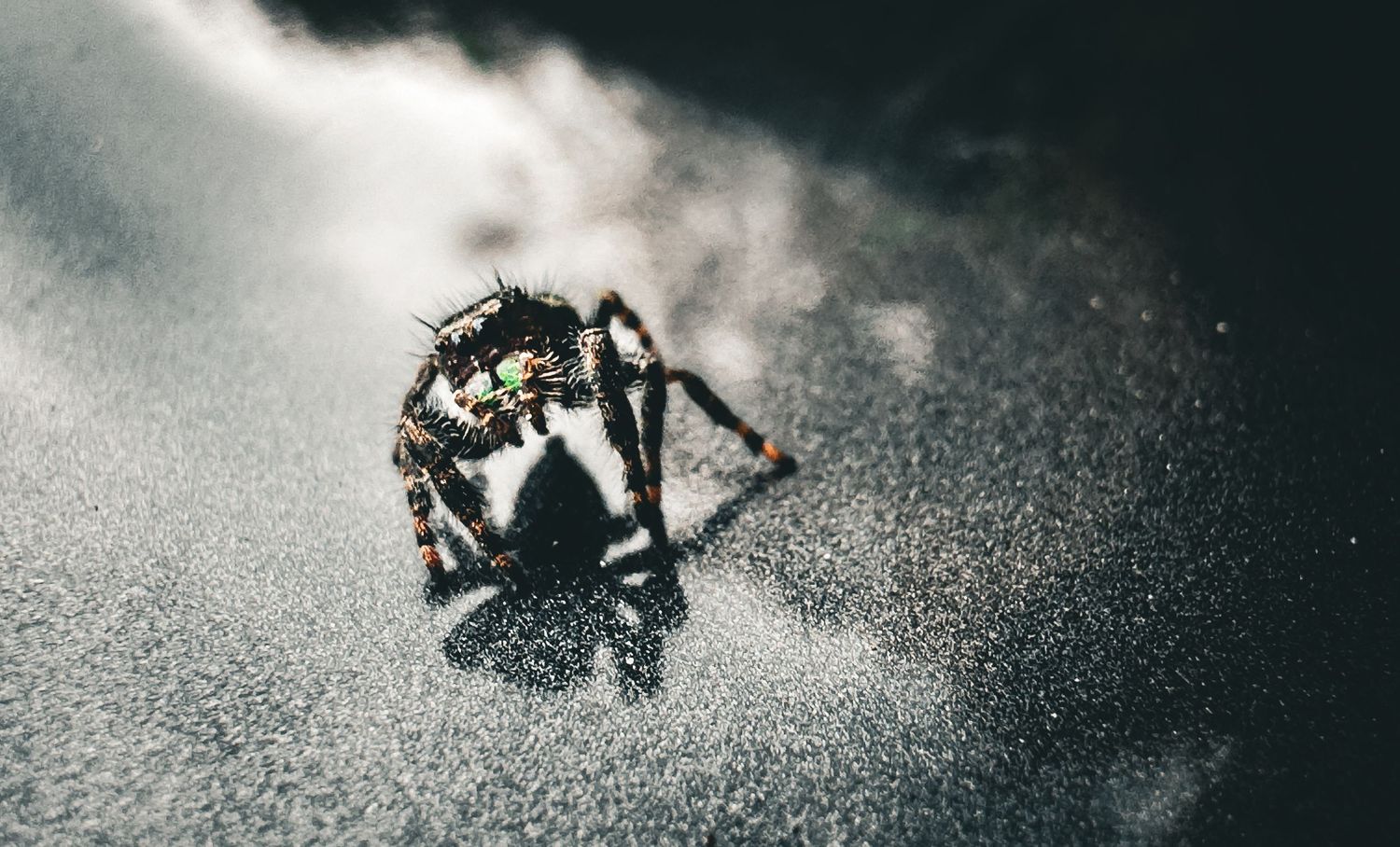 Spider crawling on reflective surface