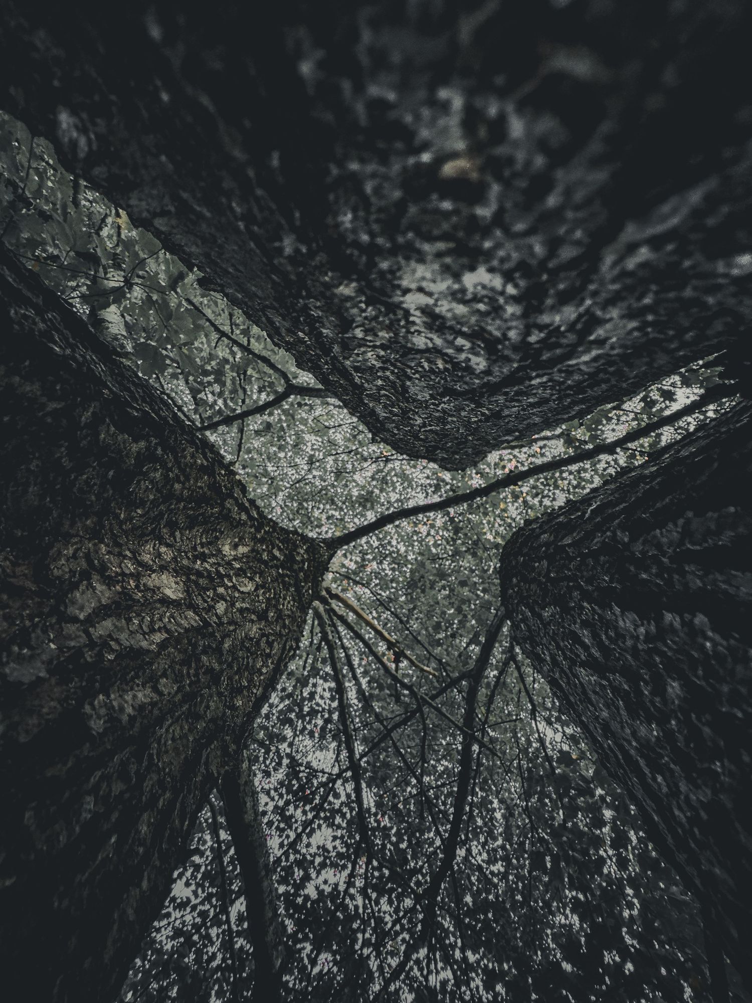 Abstract black and white pattern of tree bark texture viewed from below creating dramatic angular lines.
