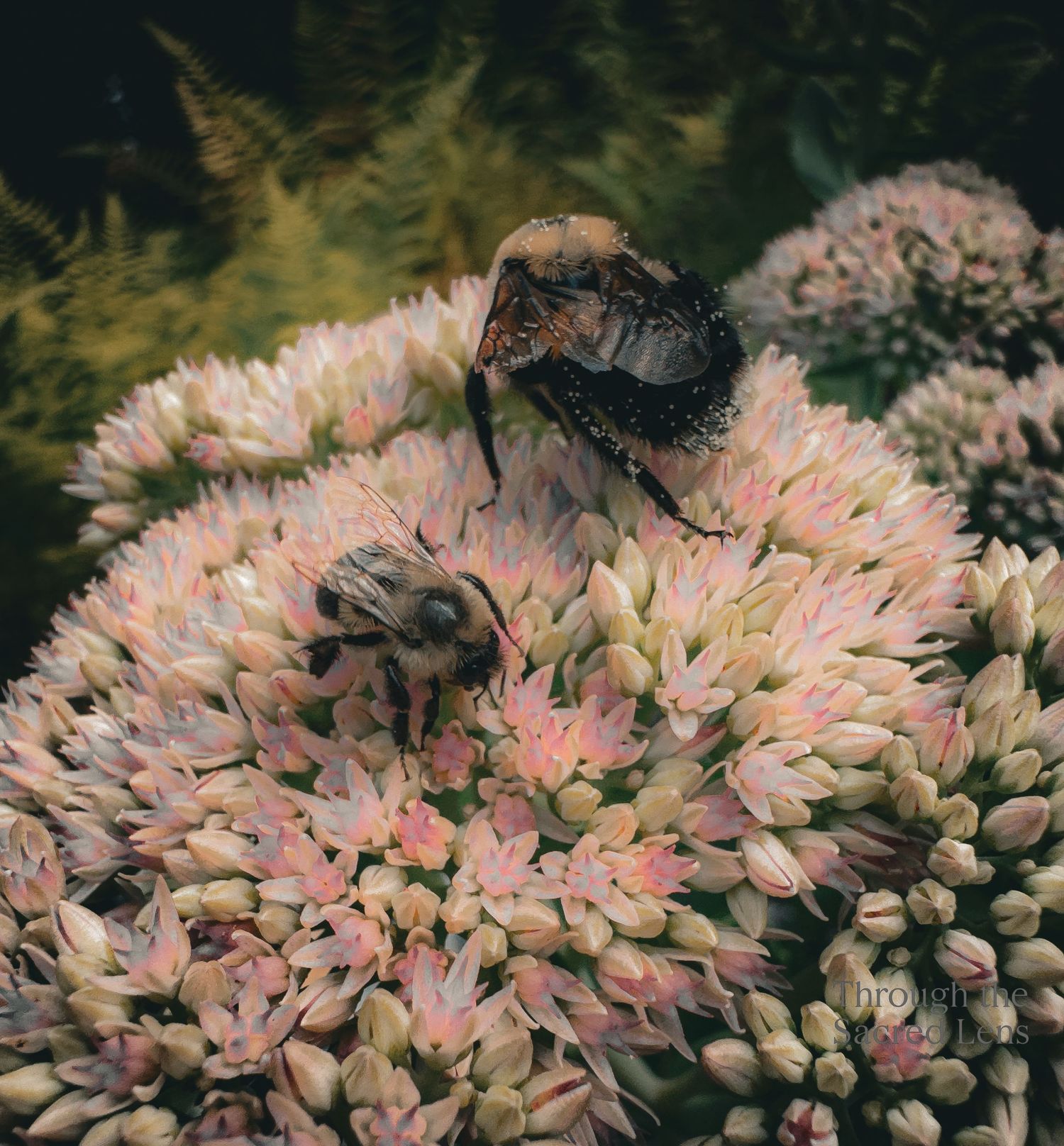 Close-up macro photography of bumblebees dancing on delicate pink and white flower petals in soft focus.