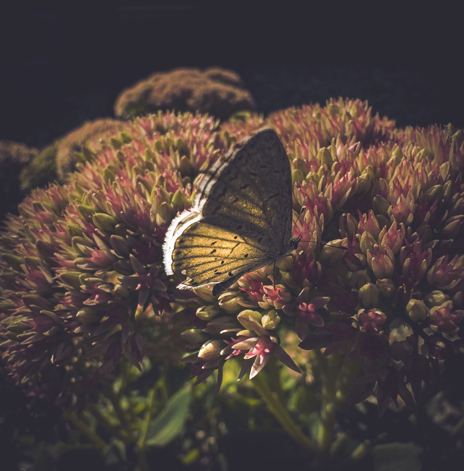 Yellow butterfly perched on pink flowers in moody lighting.