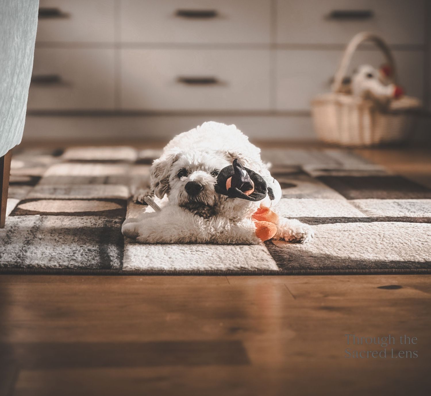 Soft White Fluffy dog lounging on wooden floor in soft indoor lighting.