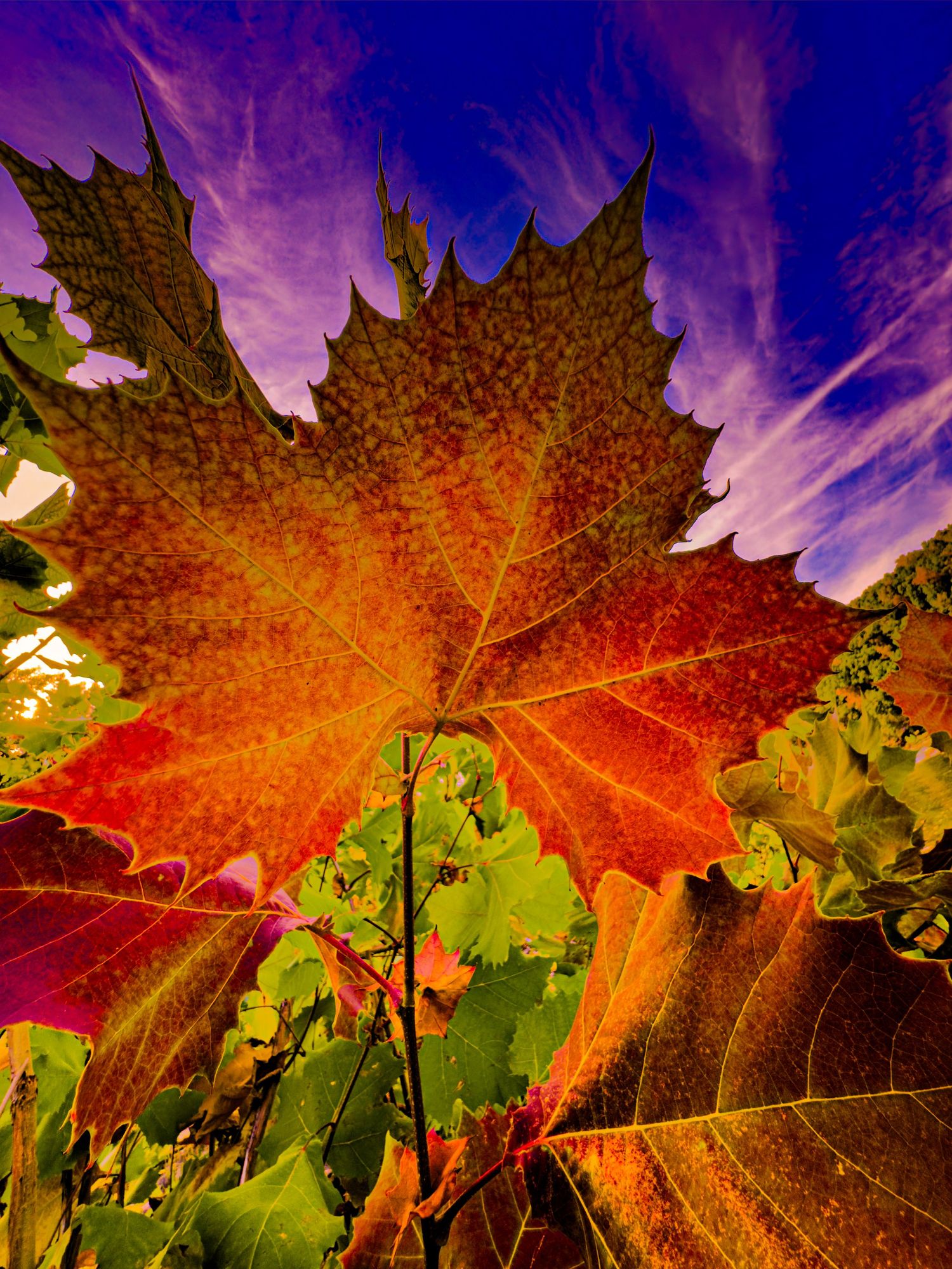 Vibrant autumn maple leaf backlit against purple and blue sky.