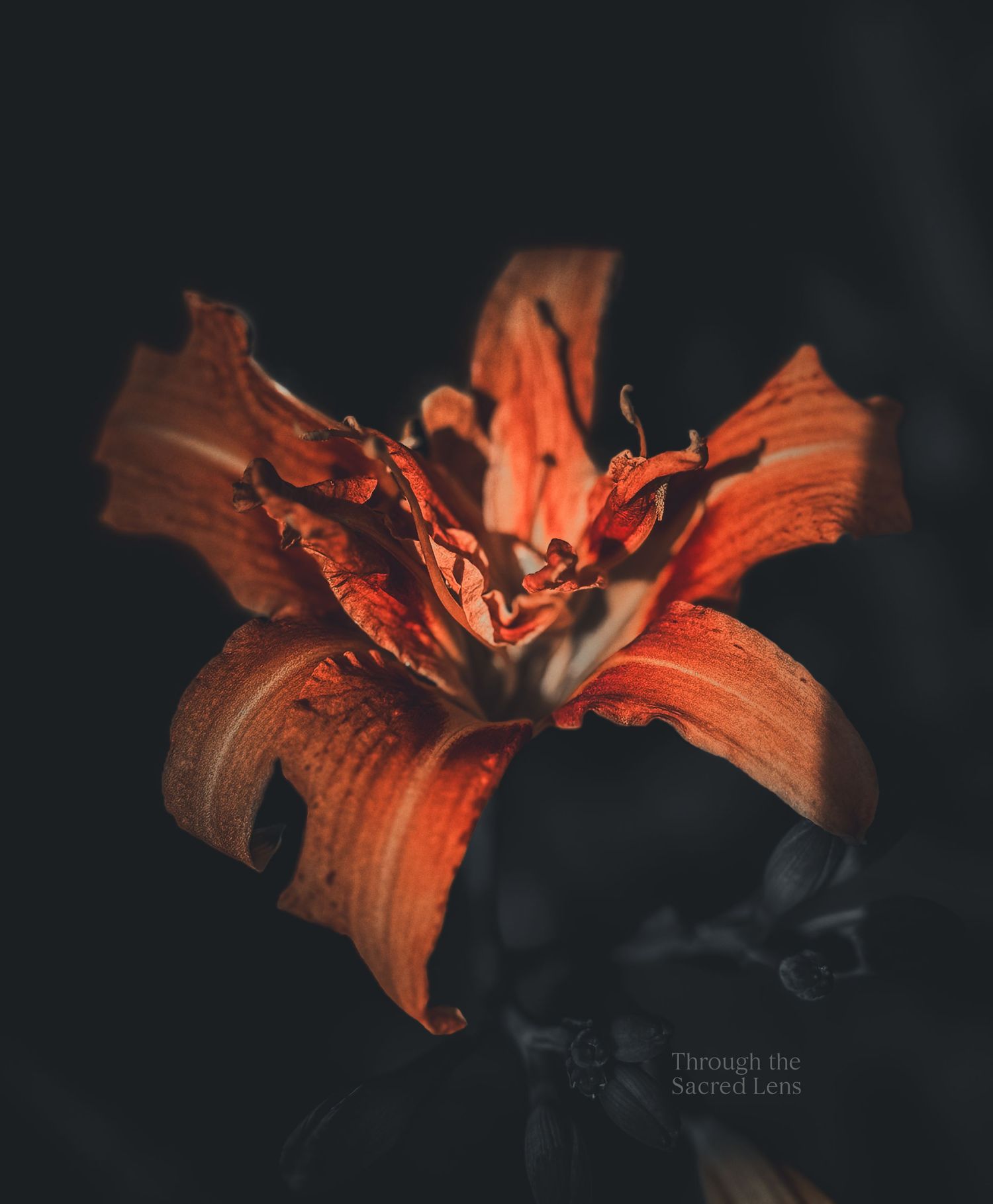 Close-up of a vibrant orange lily flower against a black background with dramatic lighting.