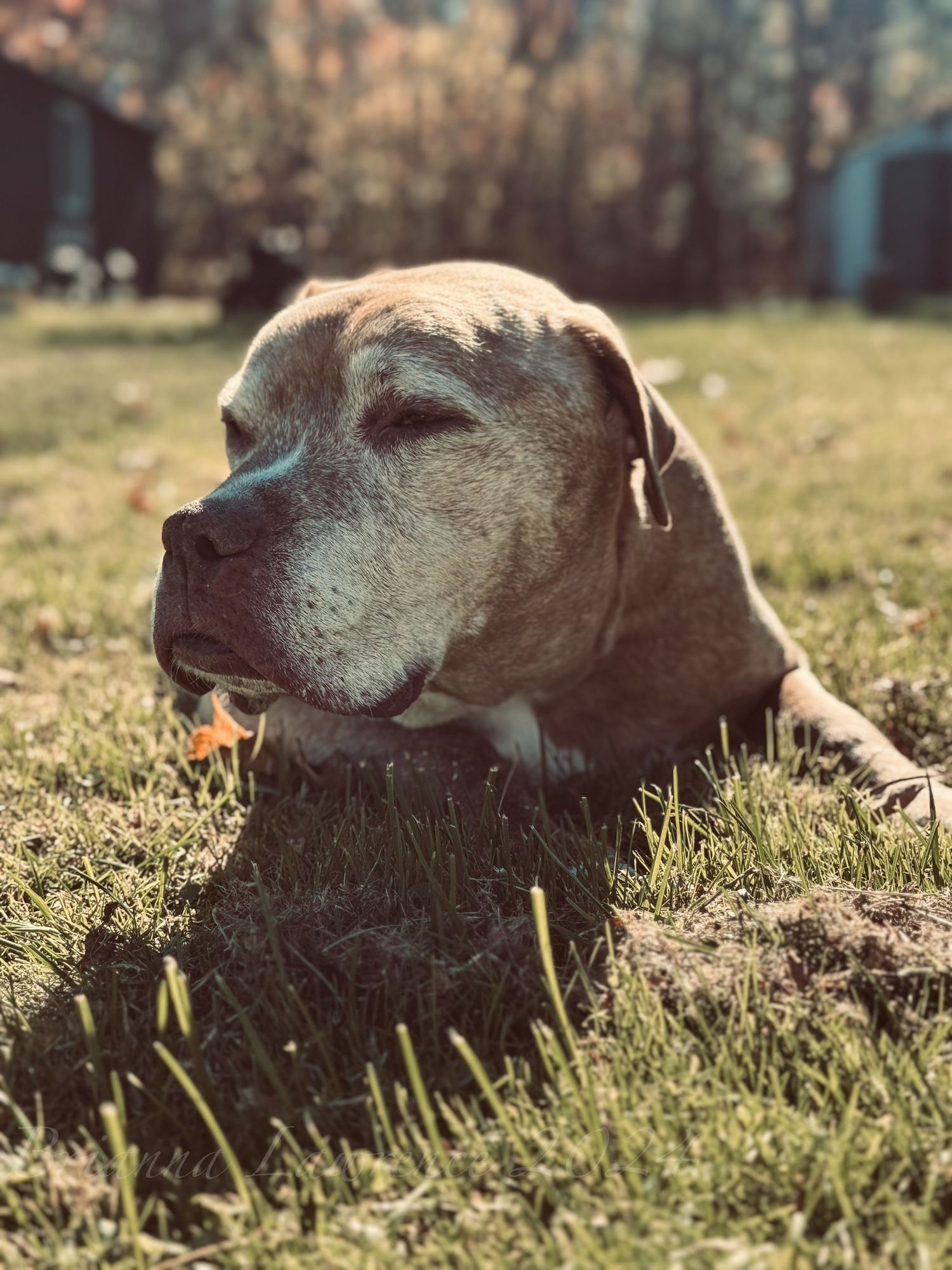 A dog rests peacefully in the grass on a sunny afternoon.