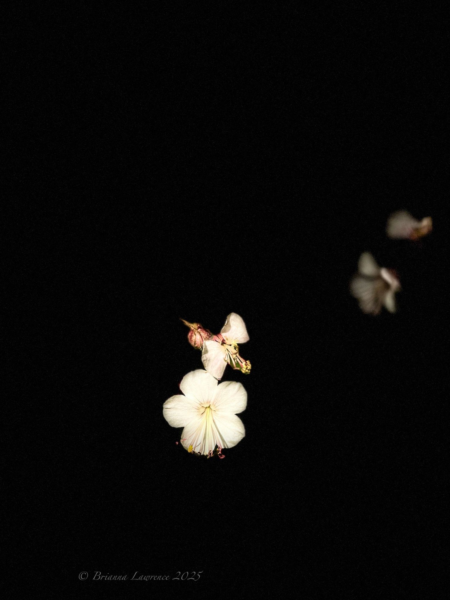 Single white flower with a bee approaching against black background.