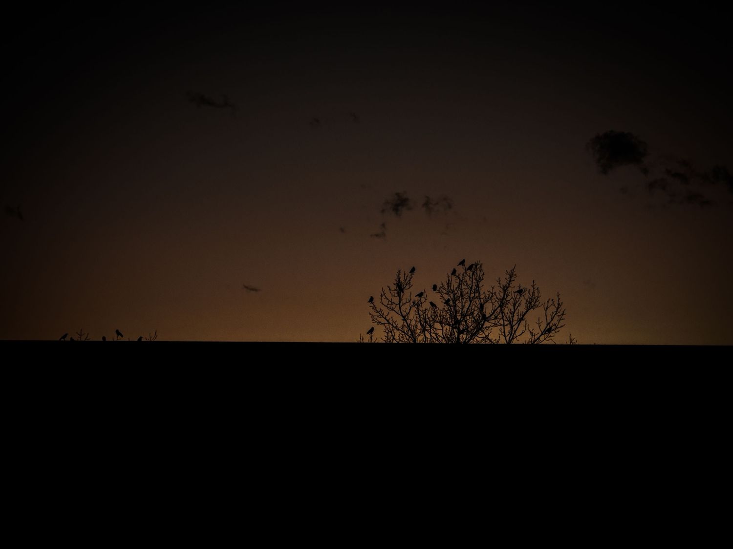 Dark silhouette of trees against a dusky orange sunset sky.