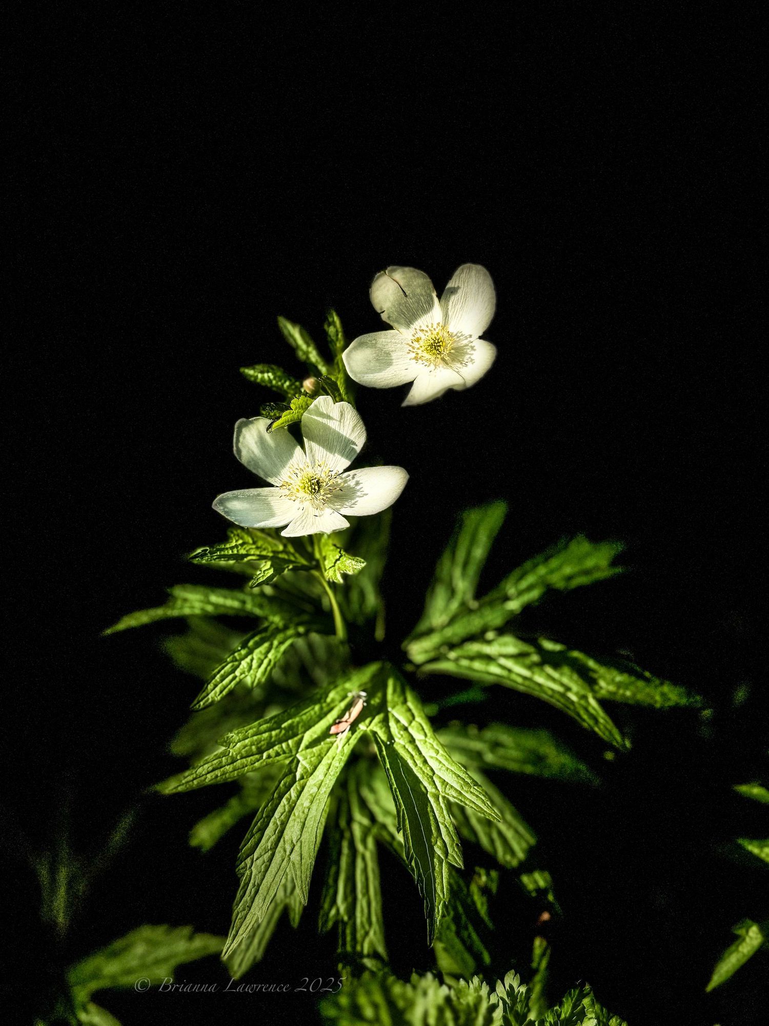 White wood anemone flowers with green leaves against a dark background.