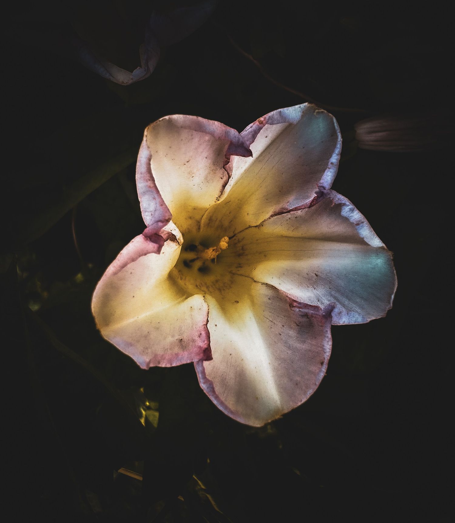 Delicate pink and white lily flowers against dark background.
