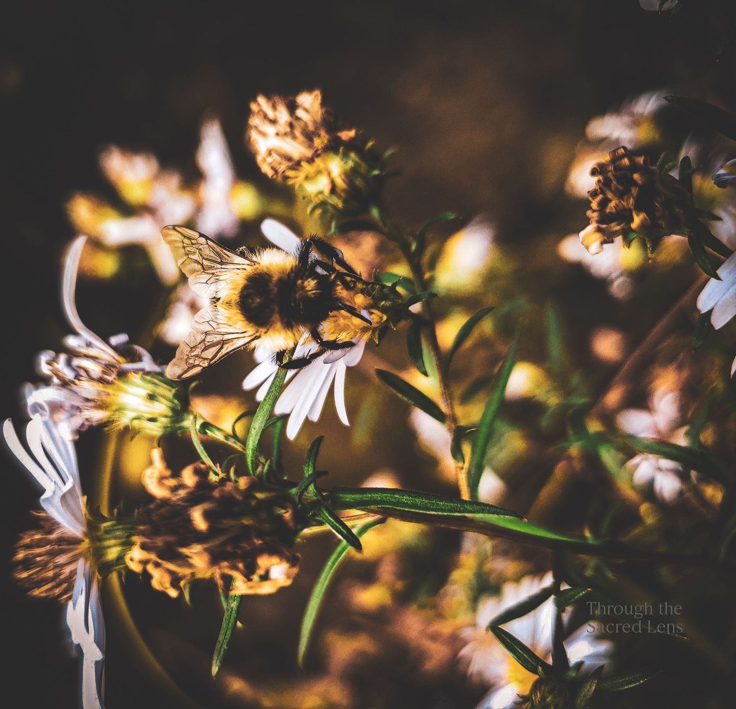 Delicate white flowers illuminated by golden sunlight in a garden setting.